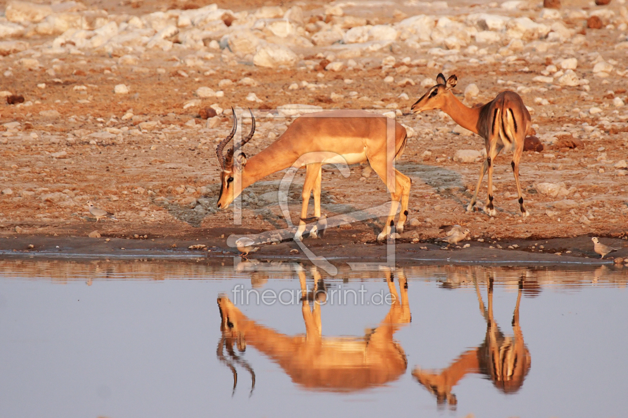 Bild-Nr.: 11957475 Impalas im Etosha Nationalpark erstellt von DirkR