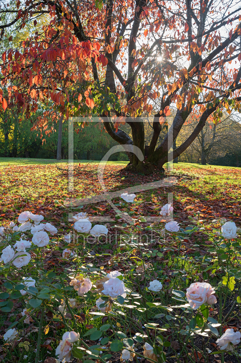 Bild-Nr.: 11957939 Herbstlicher Park erstellt von SusaZoom