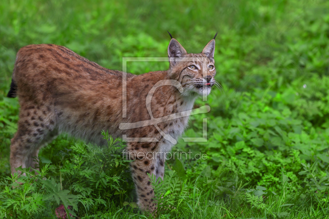 Bild-Nr.: 11958425 Luchs erstellt von Uwe Jahn