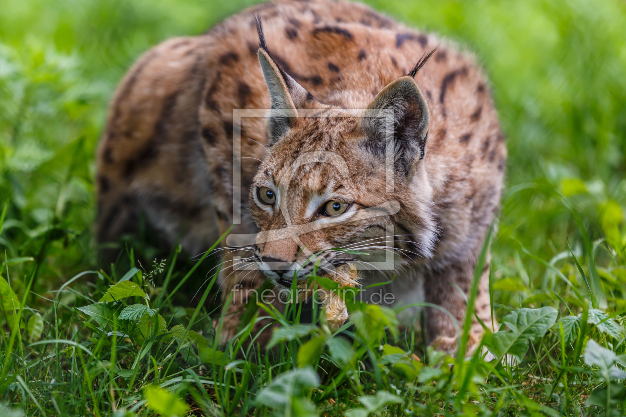 Bild-Nr.: 11958451 Luchs erstellt von Uwe Jahn