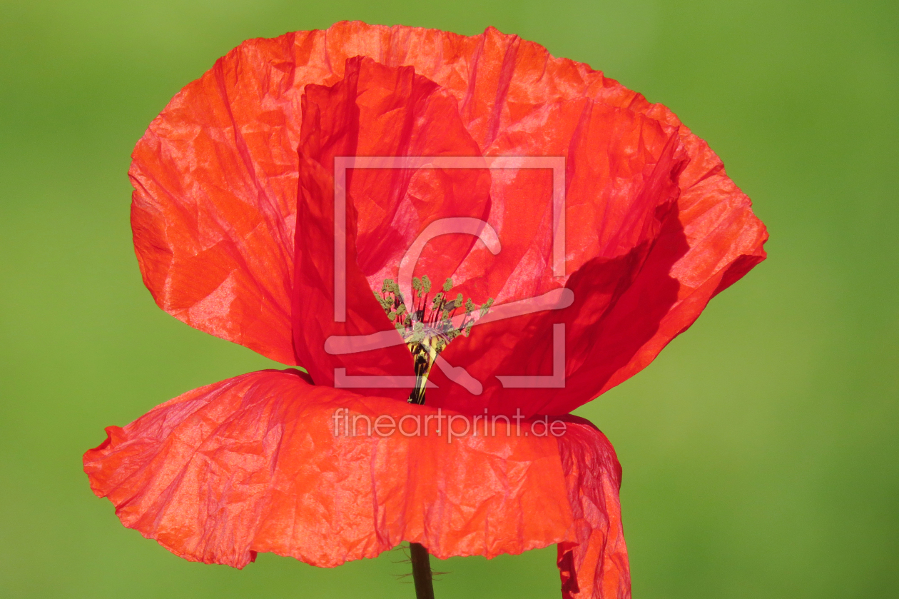 Bild-Nr.: 11959056 Mohnblüte erstellt von Ostfriese