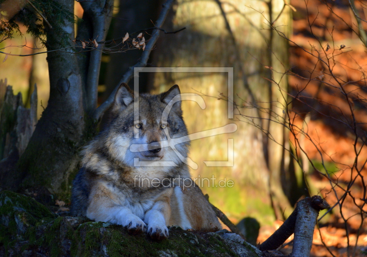 Bild-Nr.: 11959244 Canis Lupus erstellt von GUGIGEI