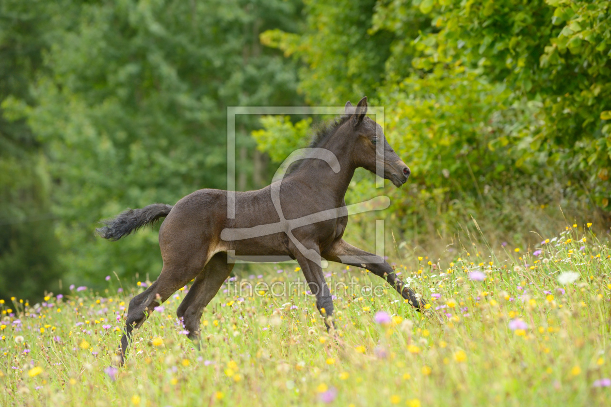 Bild-Nr.: 11959456 Connemara Pony Fohlen erstellt von Manfred Grebler