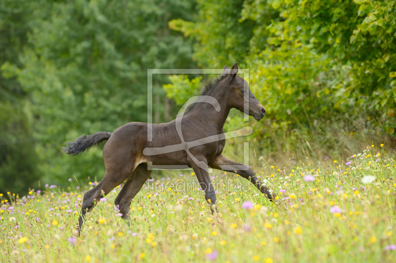 Bild-Nr.: 11959456 Connemara Pony Fohlen erstellt von Martina Grebler