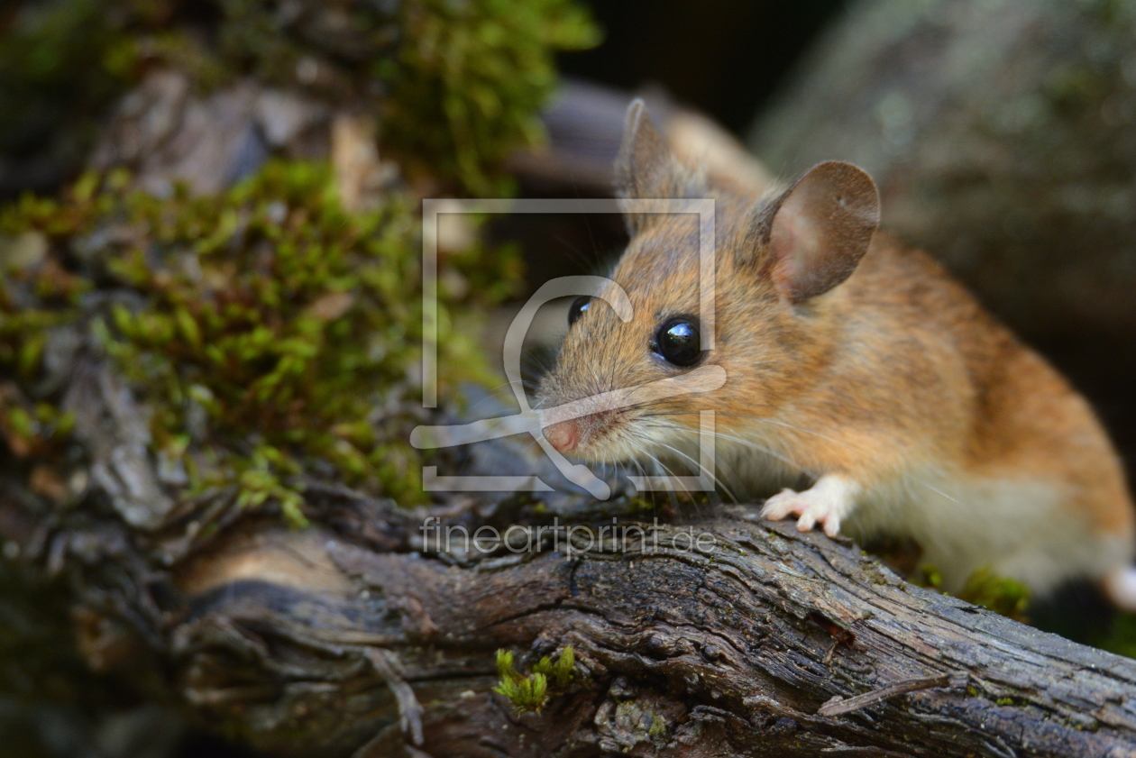 Bild-Nr.: 11959489 süsse Waldmaus erstellt von GUGIGEI