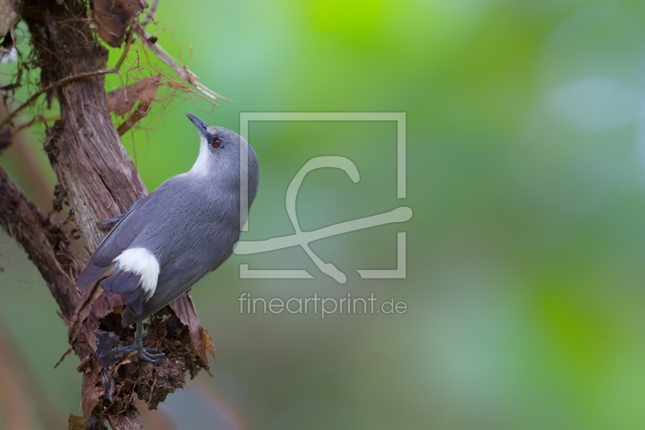 Bild-Nr.: 11959653 Mauritius-Graubrillenvogel erstellt von DirkR