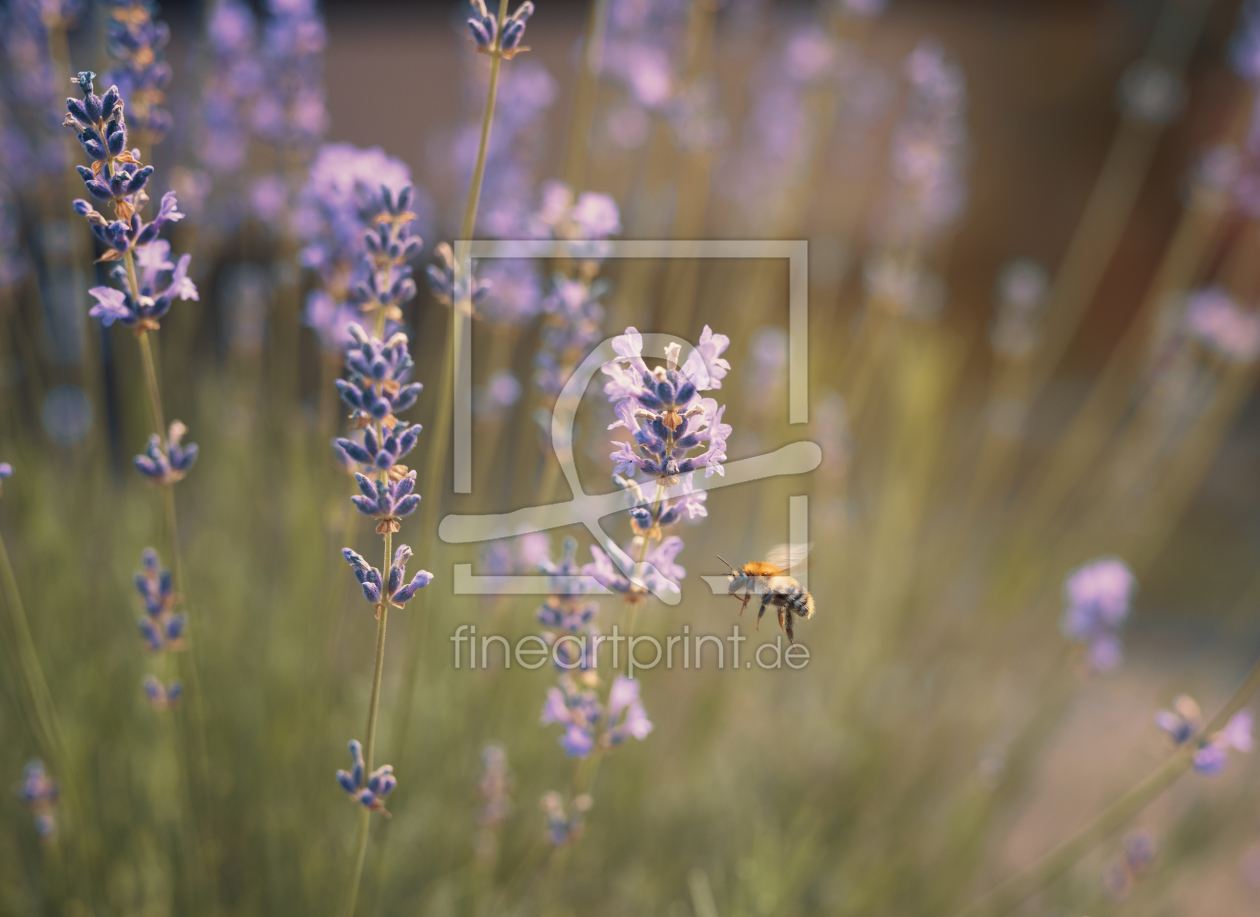 Bild-Nr.: 11960371 Lavendel und Biene erstellt von Silverfly