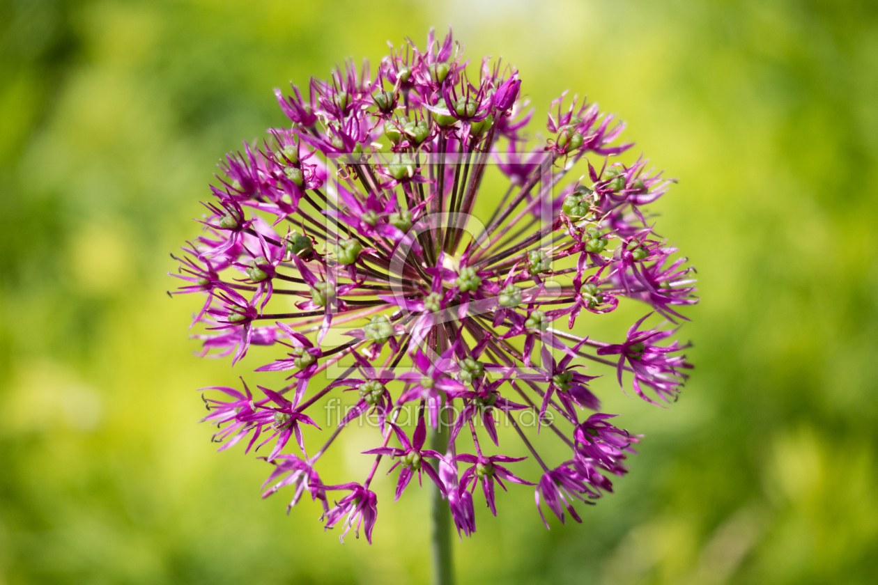 Bild-Nr.: 11960427 Zwiebelblume erstellt von AxelB