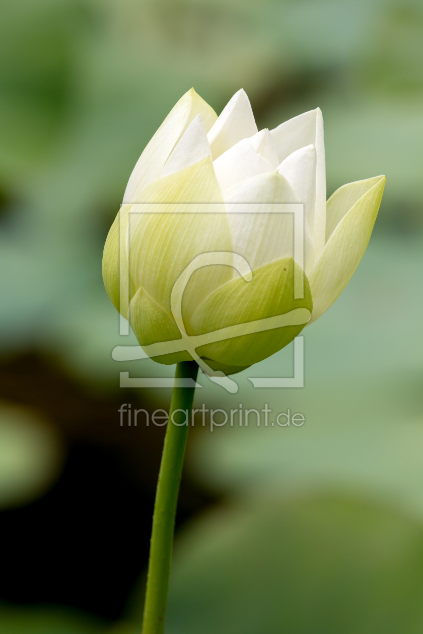 Bild-Nr.: 11961142 Indische Lotosblume erstellt von DirkR