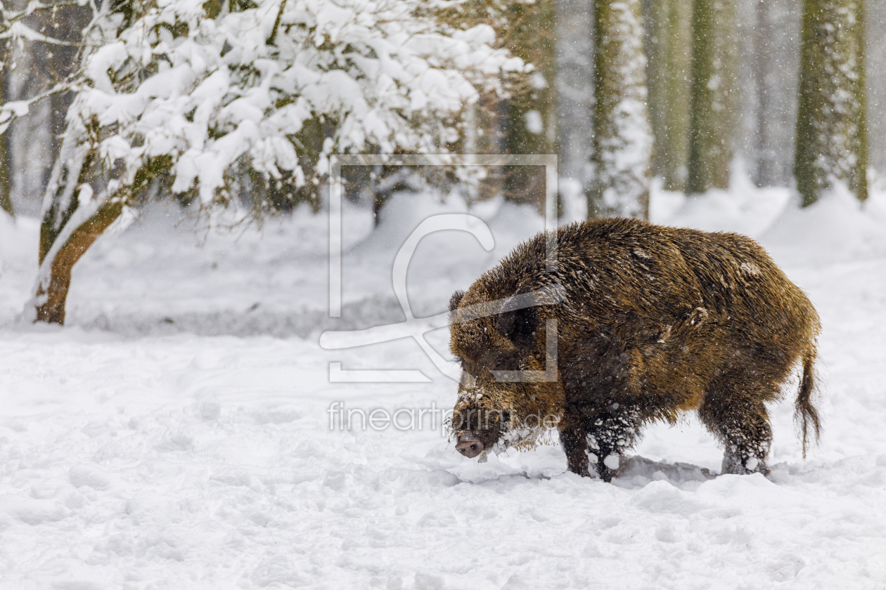 Bild-Nr.: 11961446 Wildschwein im Schnee erstellt von Daniela Beyer