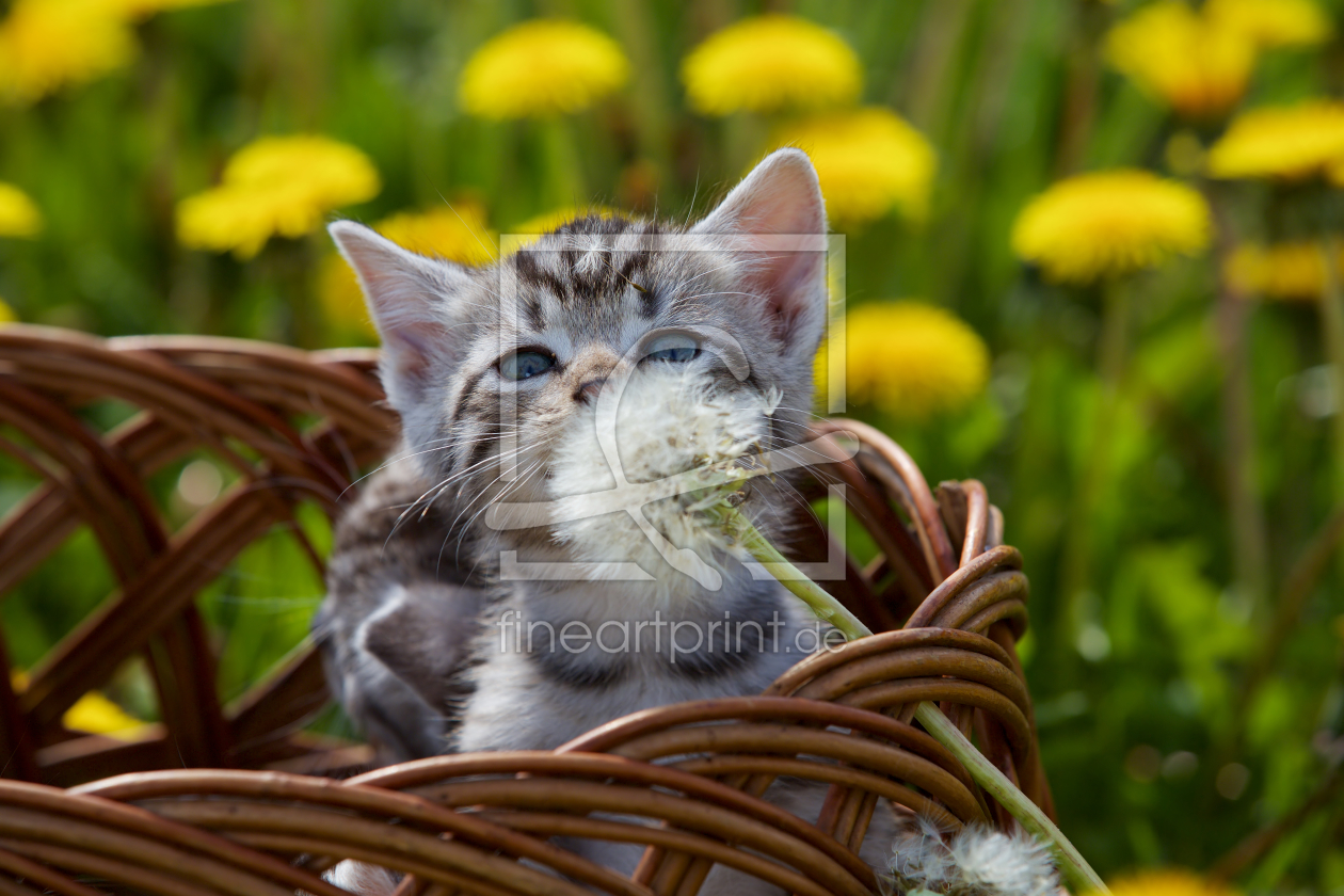 Bild-Nr.: 11961472 Pusteblume erstellt von Jens Kalanke