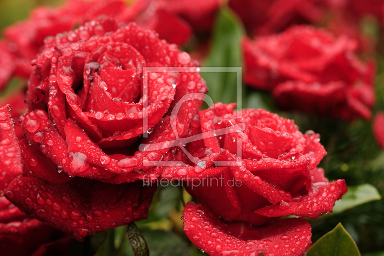 Bild-Nr.: 11962260 Rote Rosen erstellt von Ostfriese