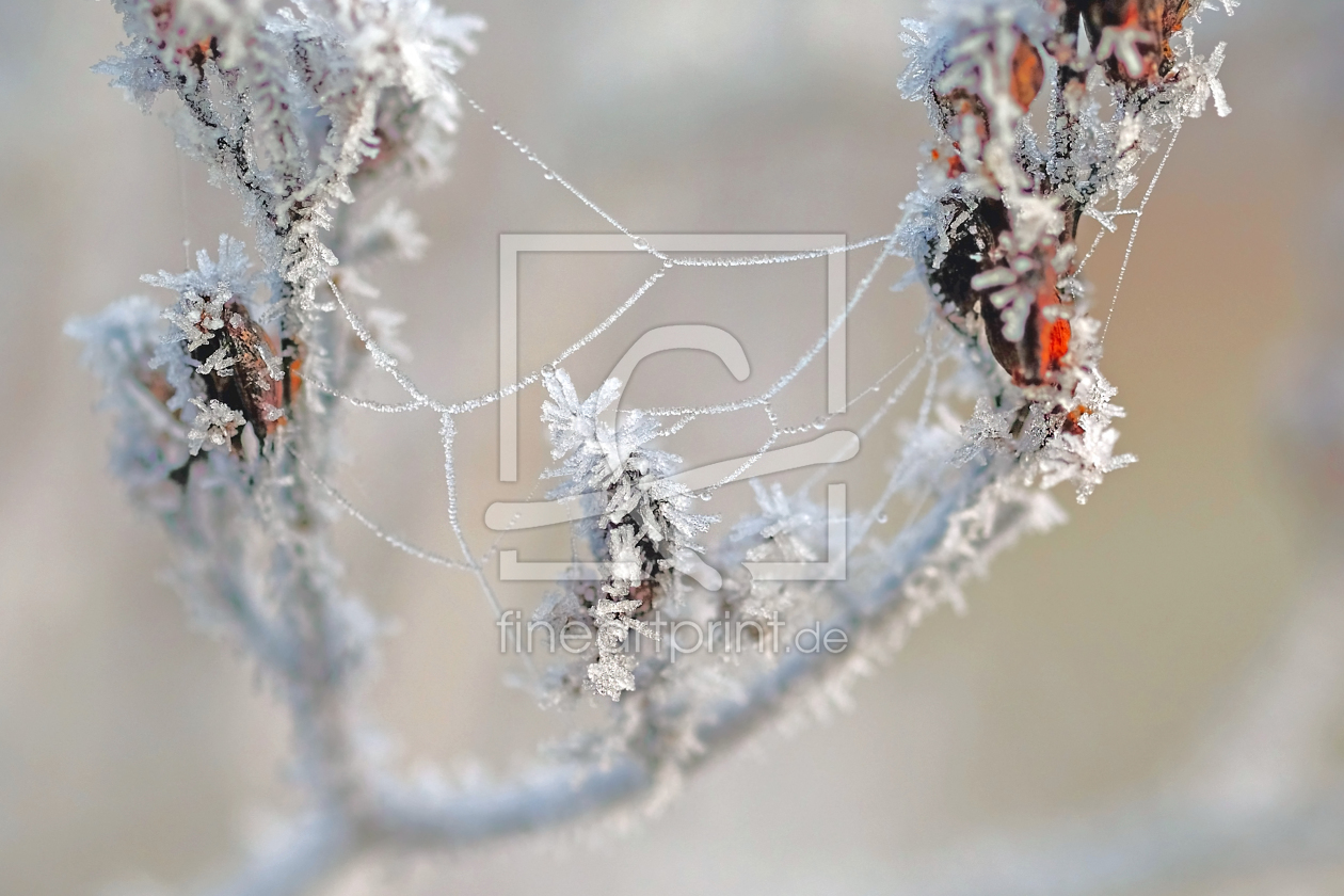 Bild-Nr.: 11962514 Winterschmuck  erstellt von Ostfriese