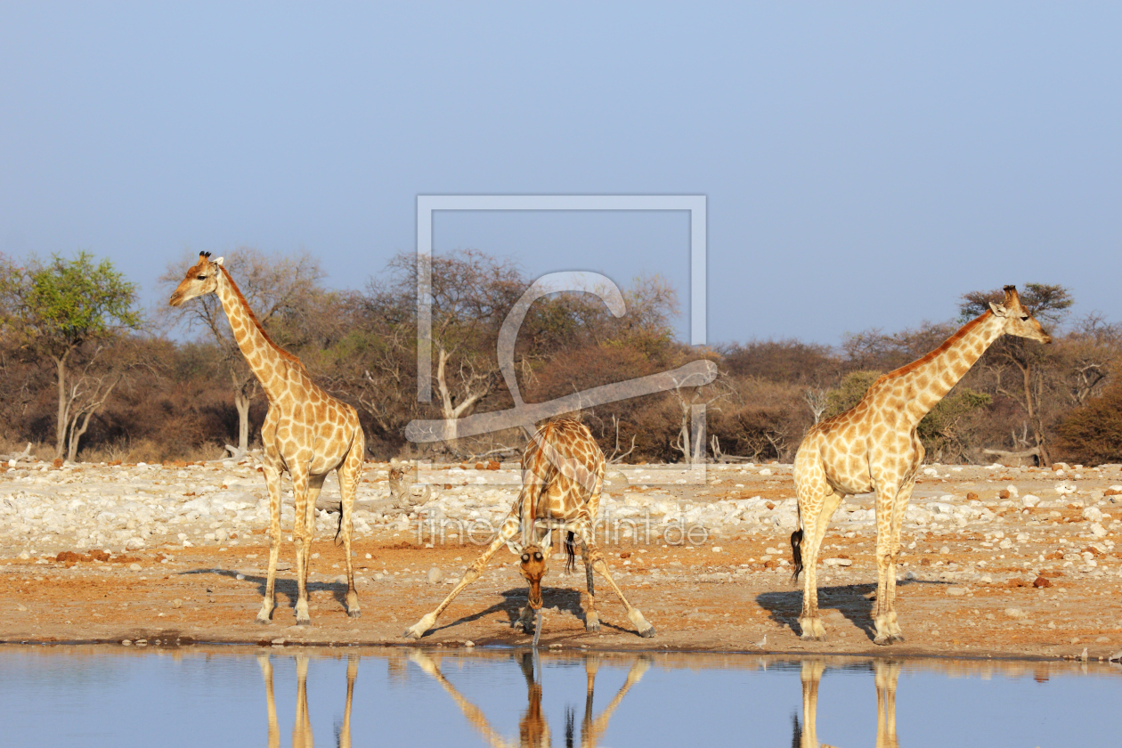 Bild-Nr.: 11963332 Giraffen am Wasserloch erstellt von DirkR