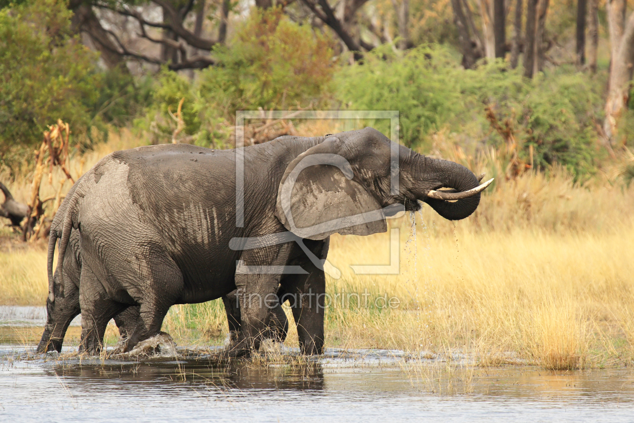 Bild-Nr.: 11963339 Elefanten im Okavango Delta erstellt von DirkR