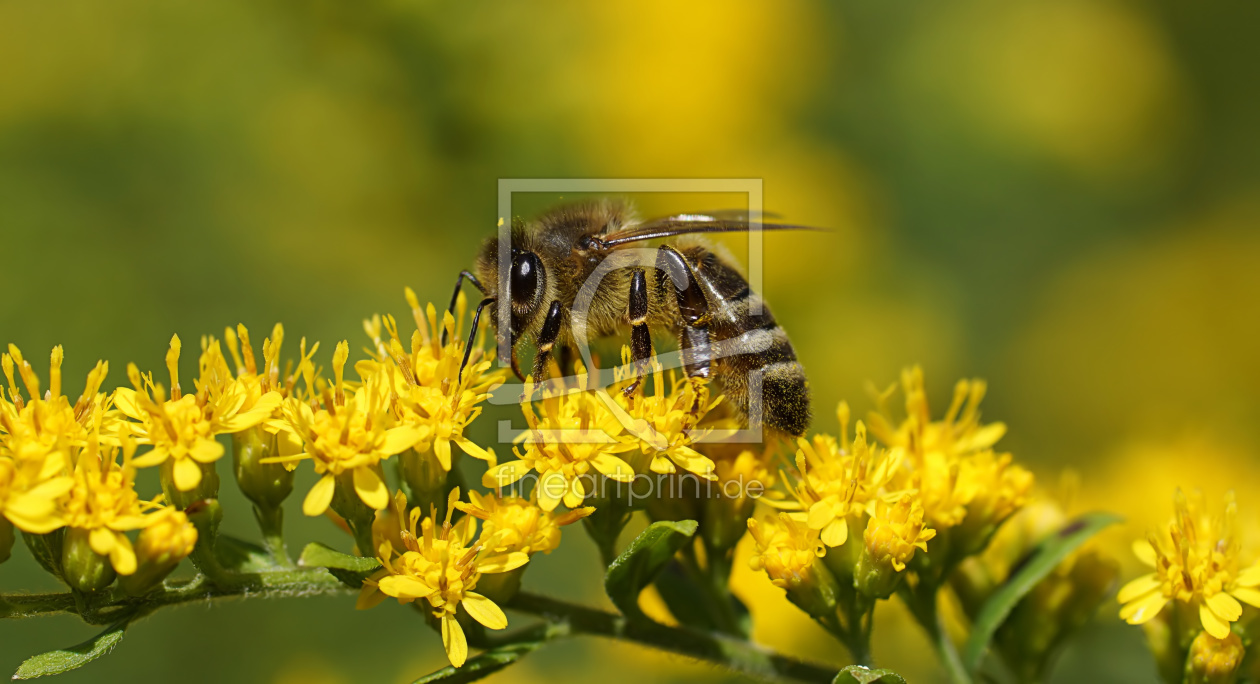 Bild-Nr.: 11964129 Honeybee erstellt von youhaveadream