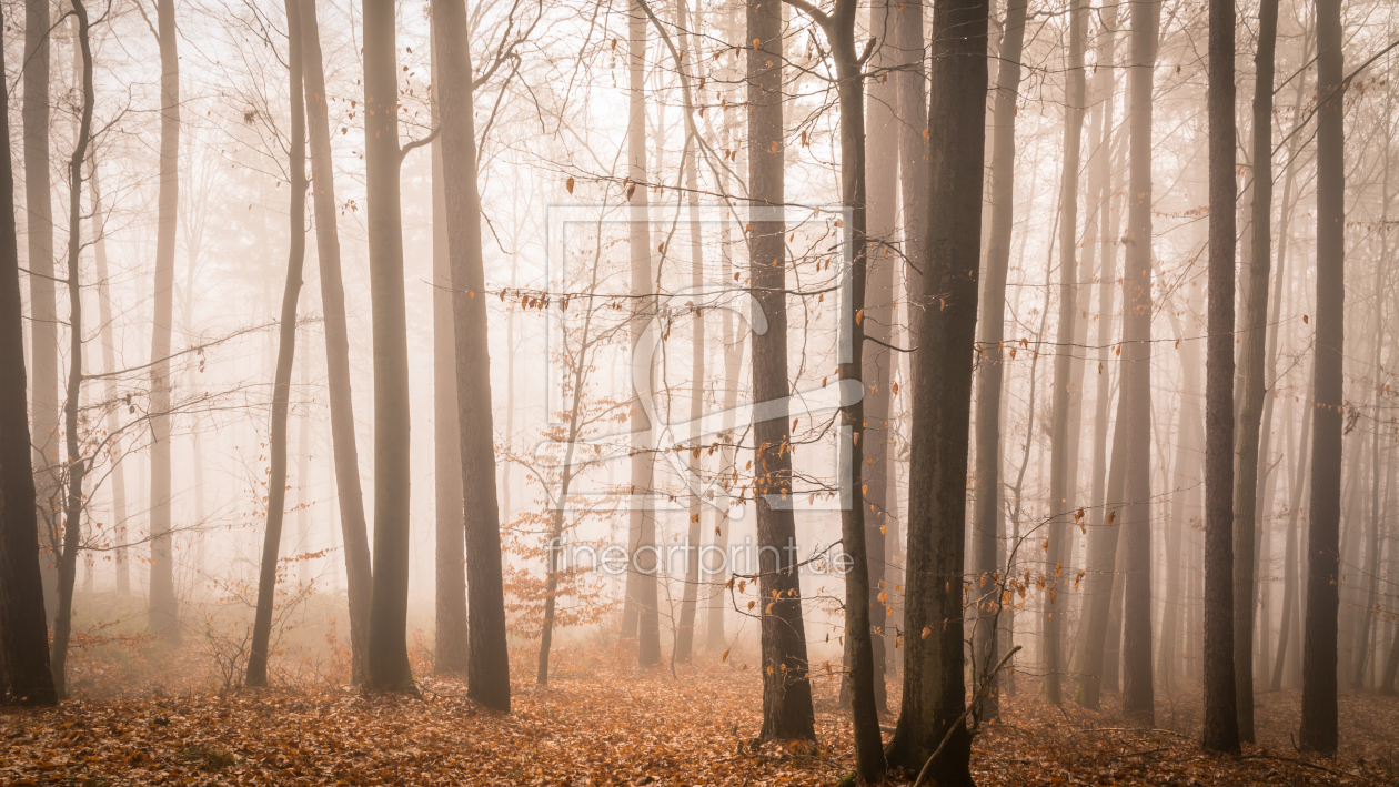 Bild-Nr.: 11964244 Wald Idylle erstellt von luxpediation