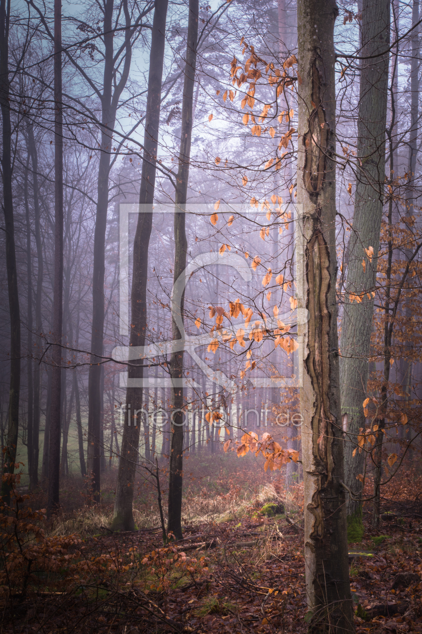Bild-Nr.: 11964417 Im Wald - Natur Meditation der Stille erstellt von luxpediation