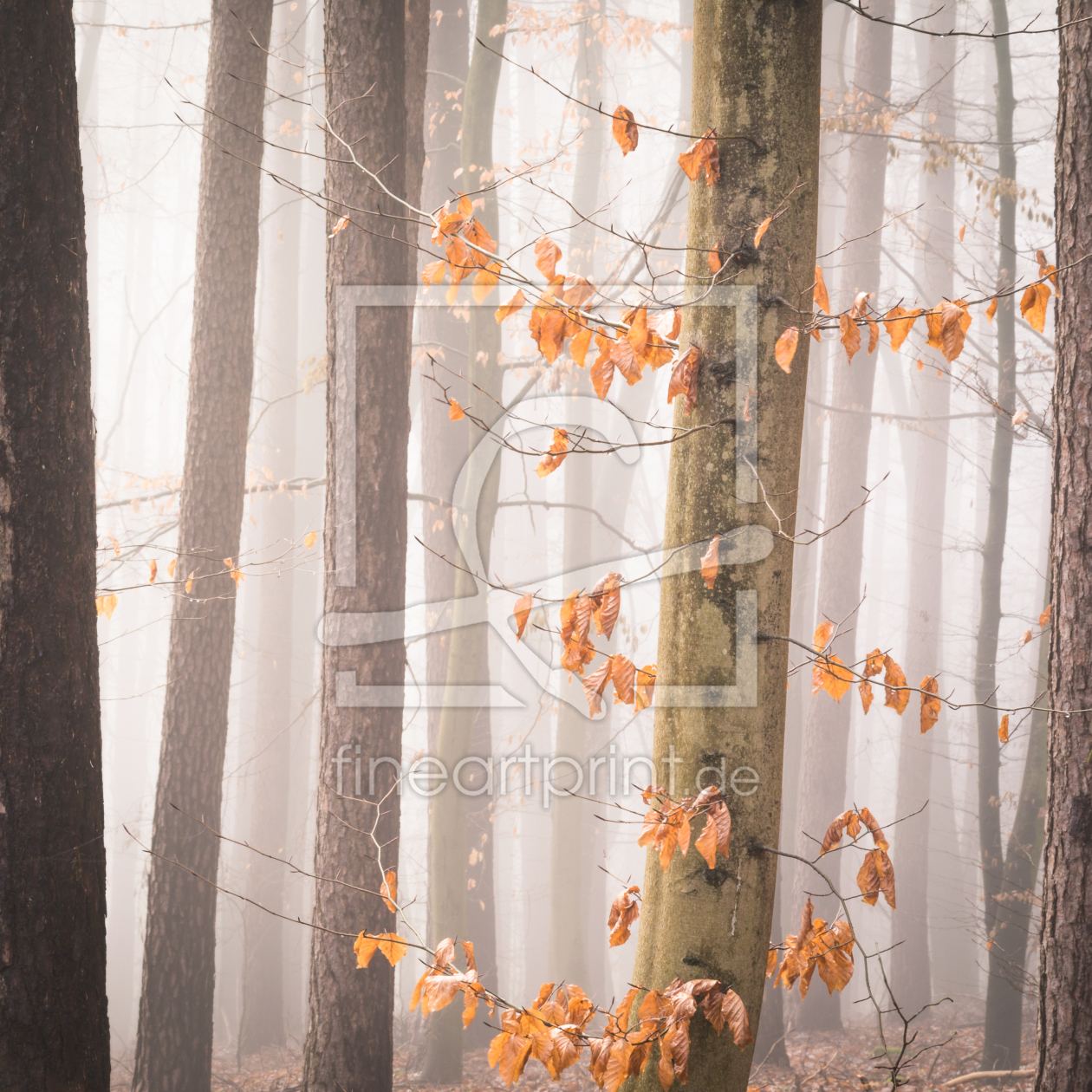 Bild-Nr.: 11964607 Bäume - Natur Meditation der Stille erstellt von luxpediation
