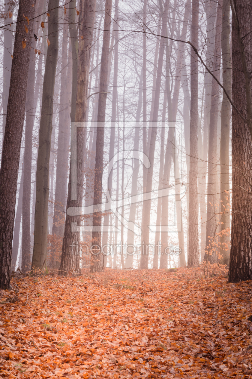 Bild-Nr.: 11964723 Waldweg - Natur Meditation der Stille erstellt von luxpediation