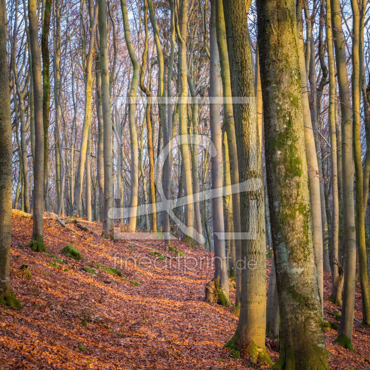 Bild-Nr.: 11965132 Waldweg im Herbst erstellt von luxpediation