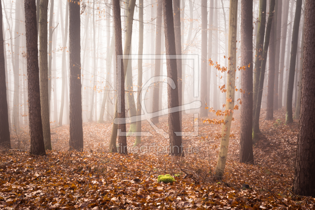 Bild-Nr.: 11965849 Wald - Natur Meditation der Stille erstellt von luxpediation