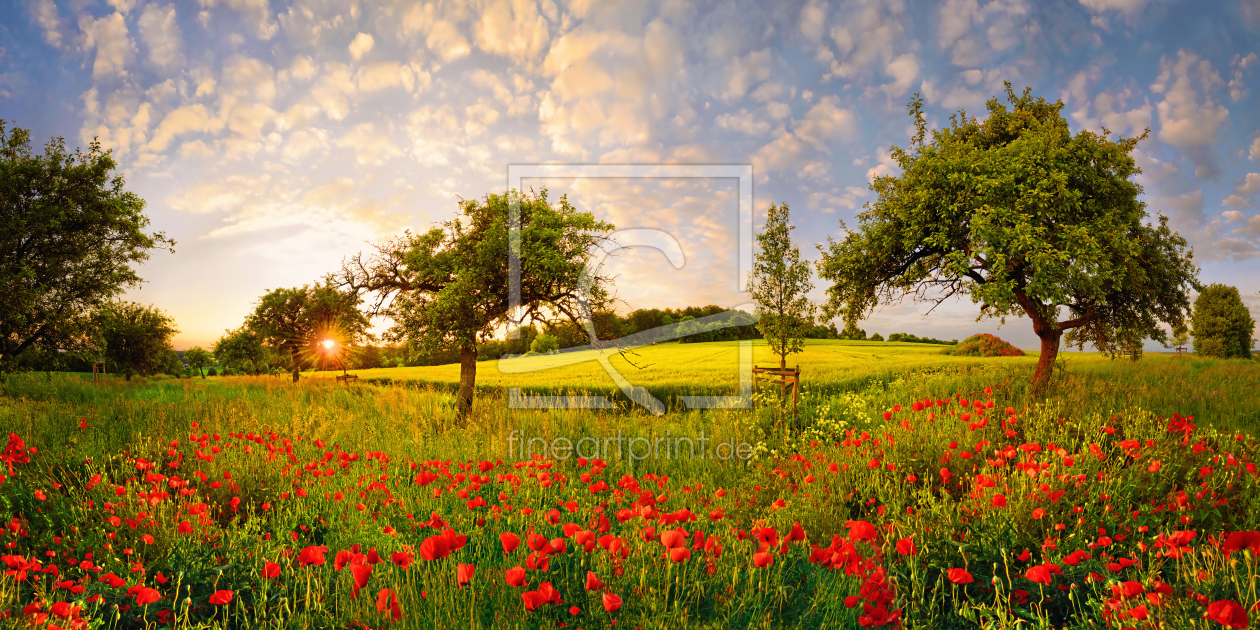 Bild-Nr.: 11965865 Mohn in Obstbaumwiese bei Sonnenuntergang erstellt von Rucker