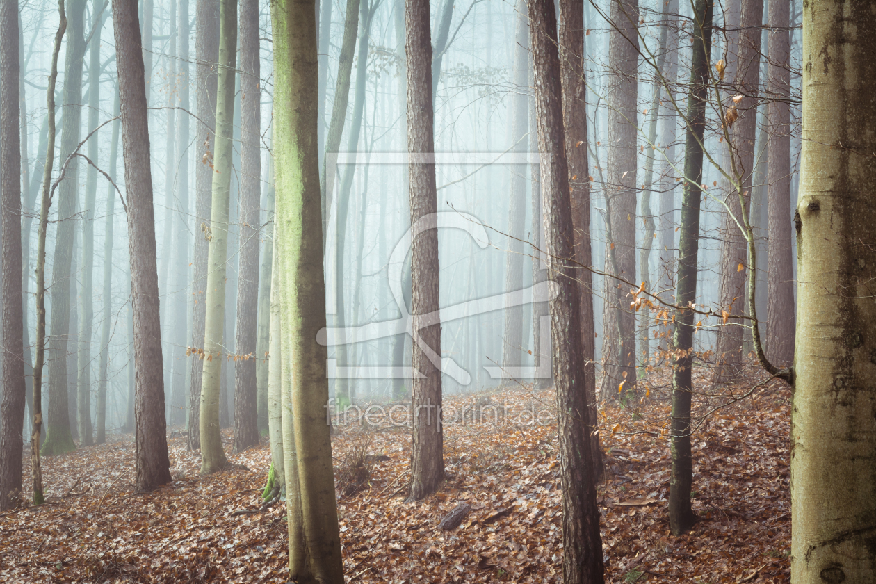 Bild-Nr.: 11967093 Stille im Wald erstellt von luxpediation