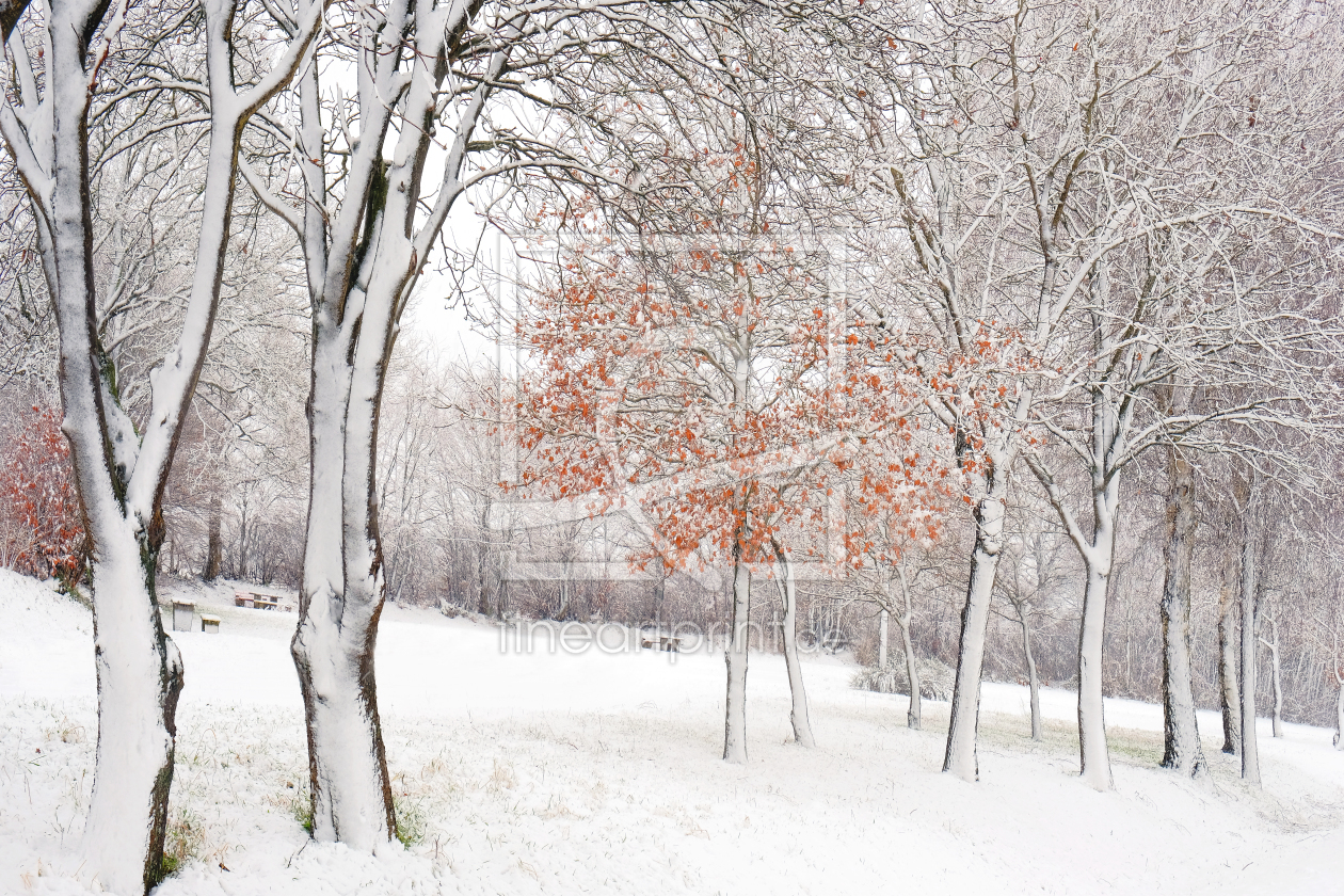 Bild-Nr.: 11967176 Bestäubt durch Schnee erstellt von Ostfriese