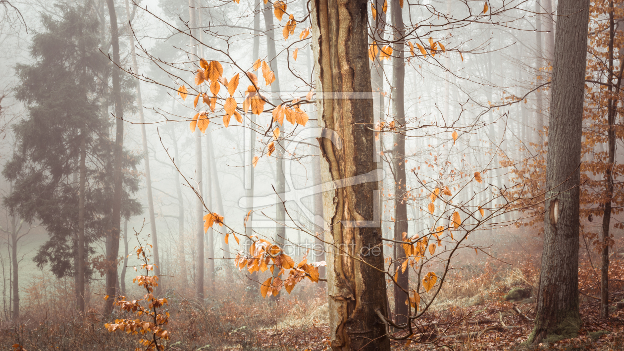 Bild-Nr.: 11967280 Wald Impression erstellt von luxpediation