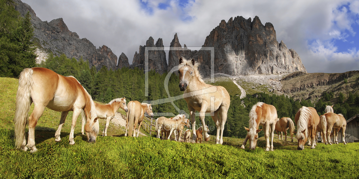 Bild-Nr.: 11967312 Haflinger Pferde im Rosengarten Gebirge erstellt von Rucker