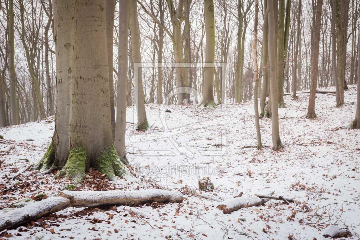 Bild-Nr.: 11967412 Winterwald erstellt von luxpediation