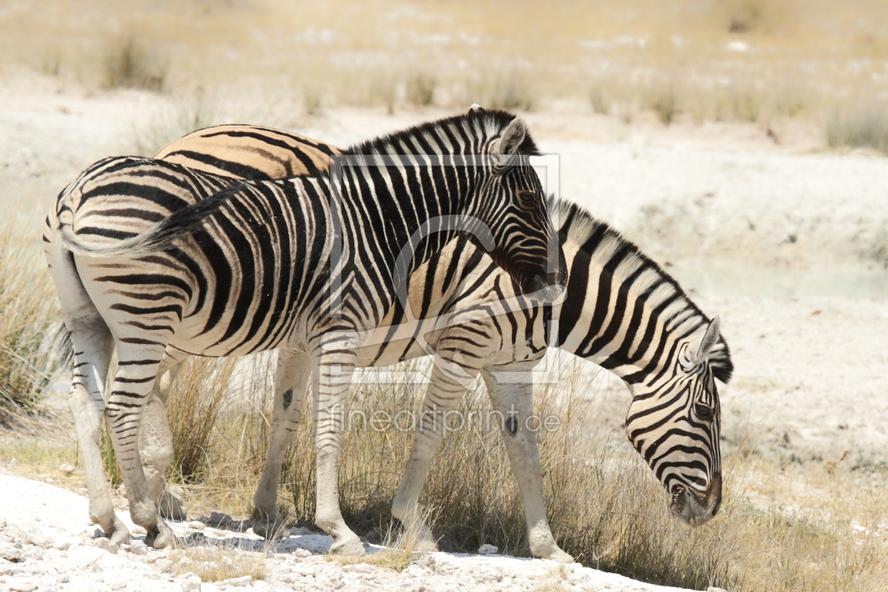 Bild-Nr.: 11968022 Steppenzebras erstellt von DirkR