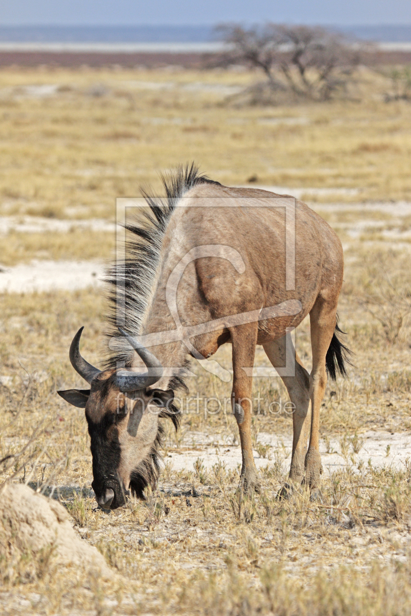 Bild-Nr.: 11968026 Streifengnu im Etosha-Nationalpark erstellt von DirkR