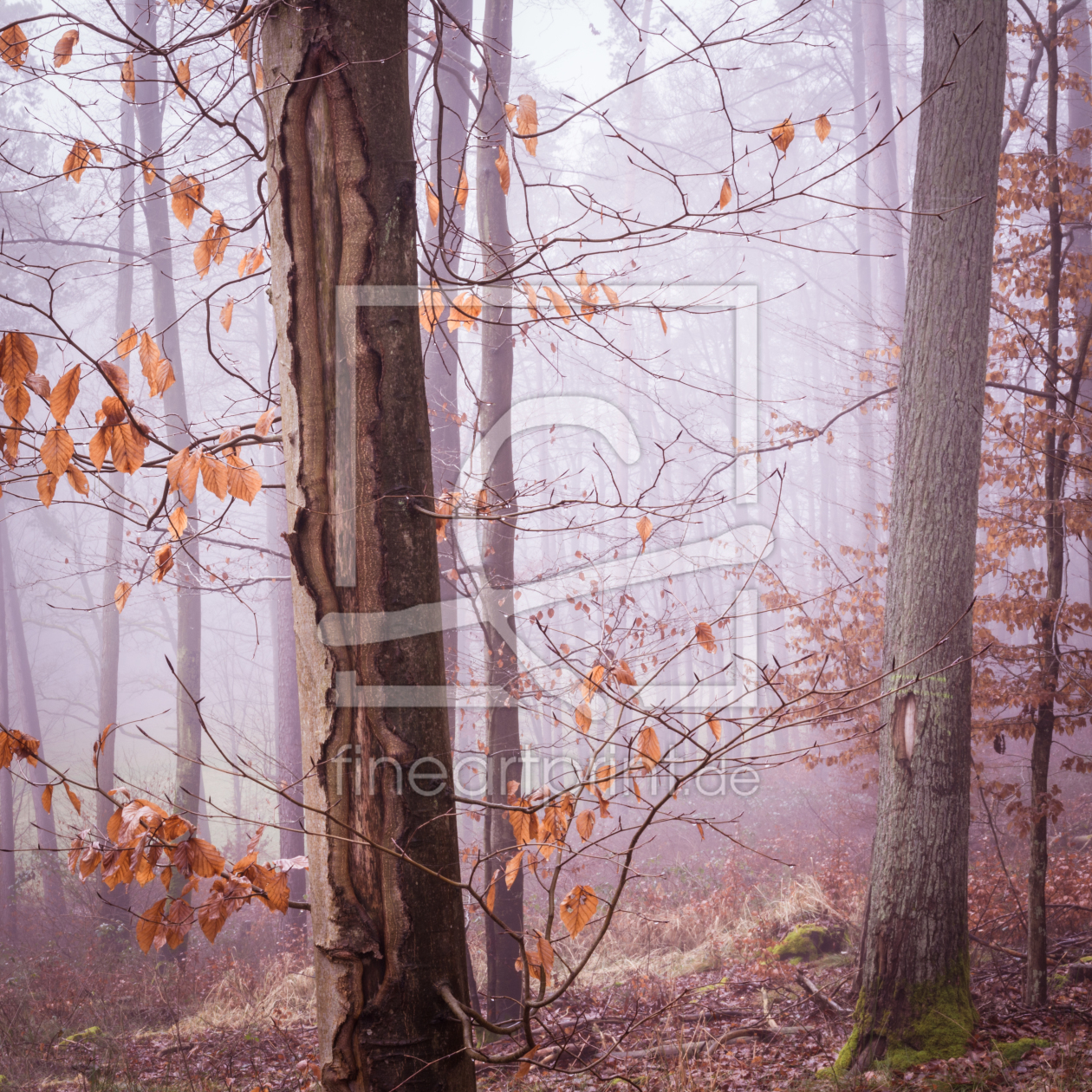 Bild-Nr.: 11968353 Blätter im Nebel erstellt von luxpediation