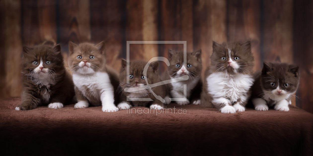 Bild-Nr.: 11968468 Zauberhafte Britisch Kurzhaar Katzenkinder  erstellt von Wabi-Sabi-Katzenfotografie