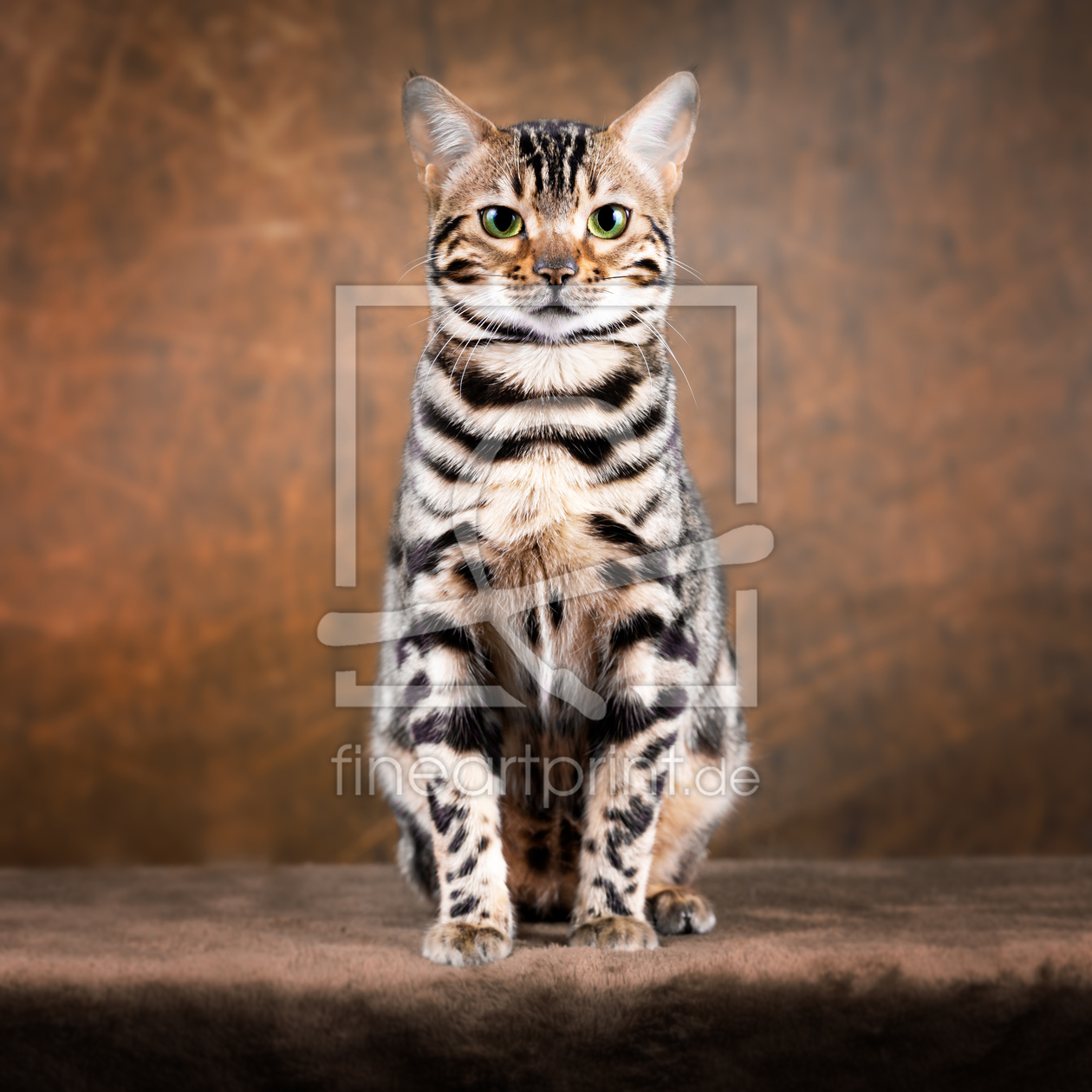 Bild-Nr.: 11968469 Portrait einer Bengal Katze erstellt von Wabi-Sabi-Katzenfotografie