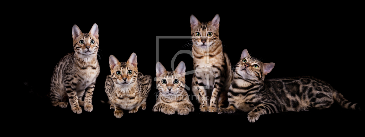 Bild-Nr.: 11968470 Fünf Bengal Katzen - Family Portrait erstellt von Wabi-Sabi-Katzenfotografie