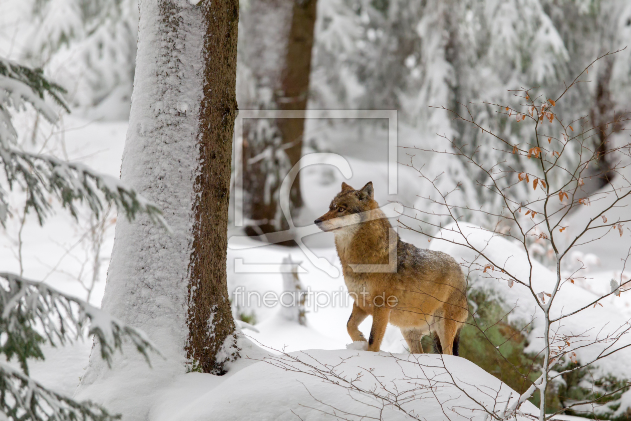 Bild-Nr.: 11968473 Wolf im Nationalpark Bayrischer Wald erstellt von DirkR