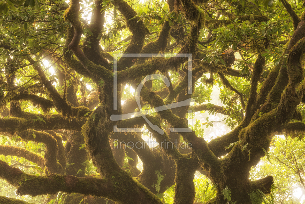 Bild-Nr.: 11968634 Lorbeerbaum von Madeira erstellt von Nordbilder