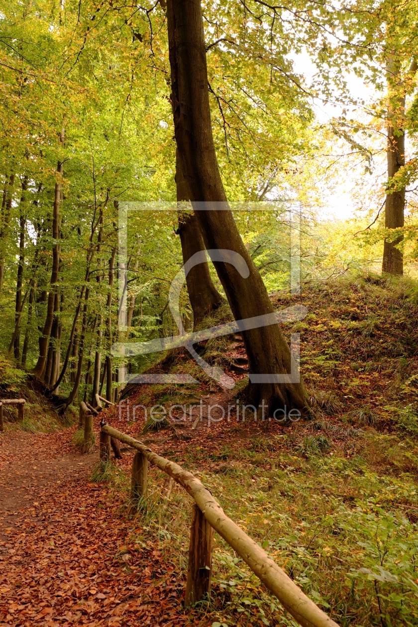 Bild-Nr.: 11968787 Herbst im Wald erstellt von Ostseestrand
