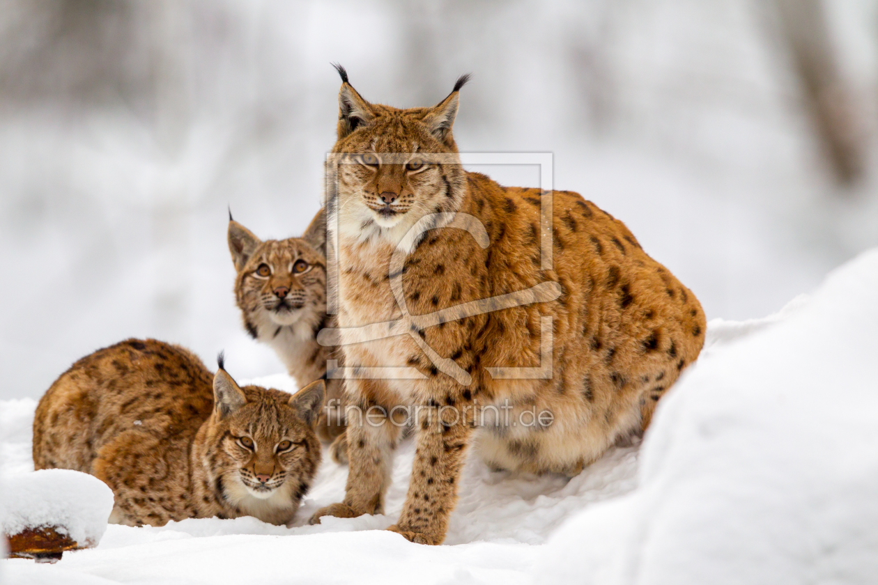 Bild-Nr.: 11968920 Luchs-Familie erstellt von DirkR