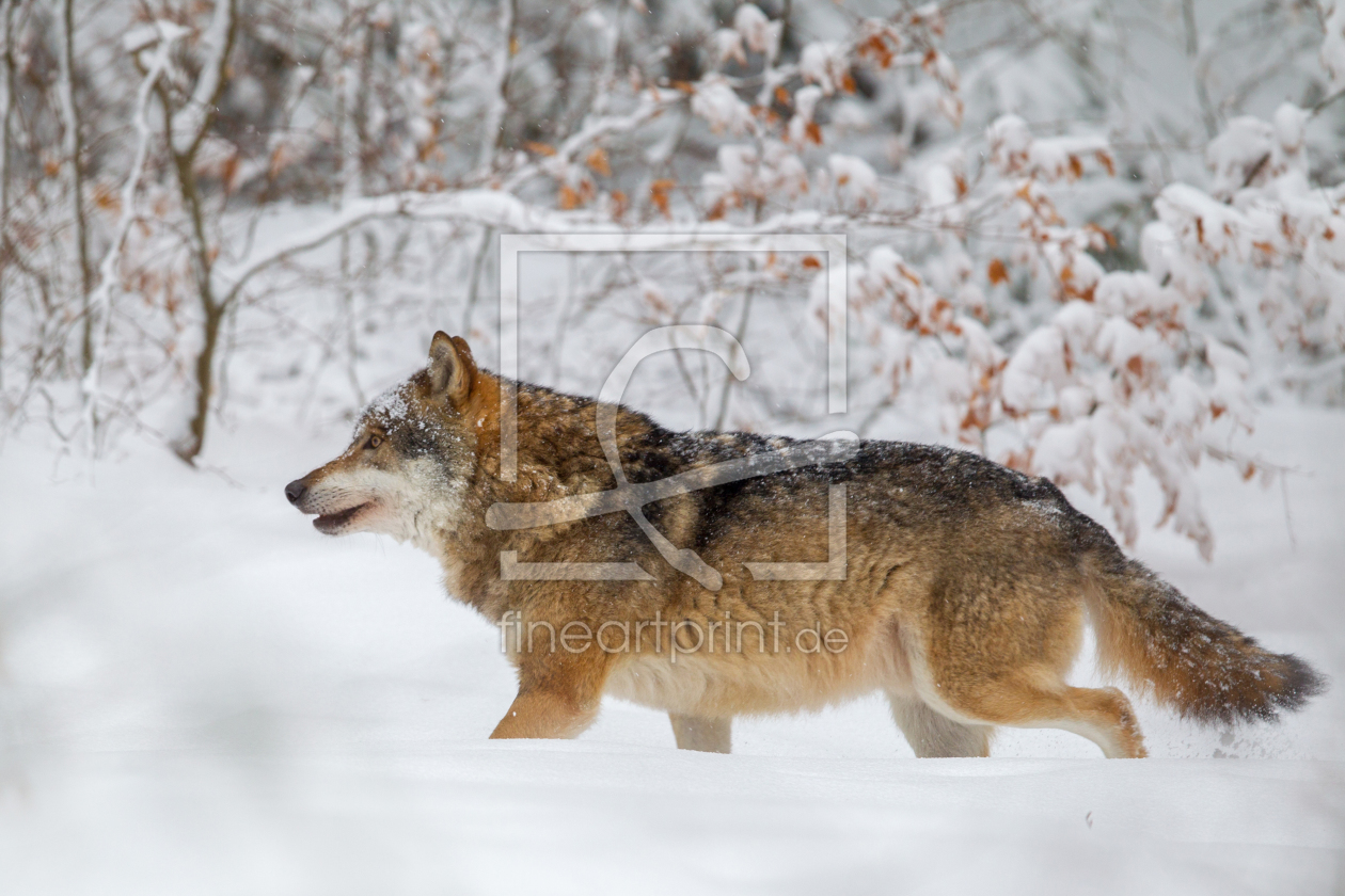 Bild-Nr.: 11968923 Wolf im Nationalpark Bayrischer Wald erstellt von DirkR