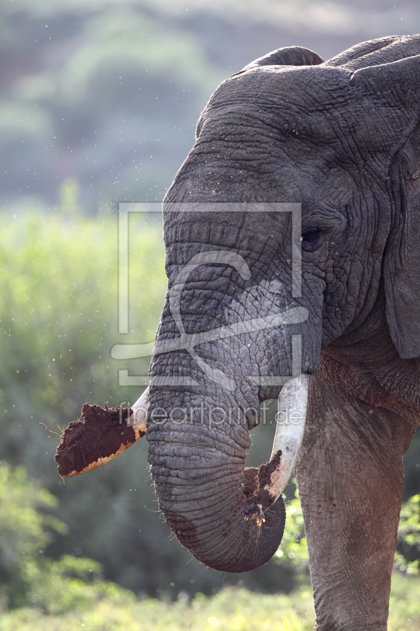 Bild-Nr.: 11969109 Elefant in Südafrika erstellt von DirkR