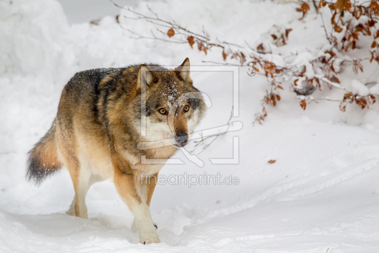 Bild-Nr.: 11969250 Wolf im Schnee erstellt von DirkR
