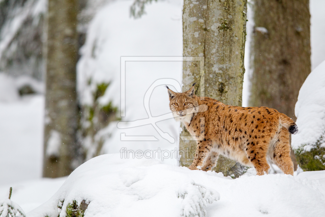 Bild-Nr.: 11969568 Luchs im Winter erstellt von DirkR