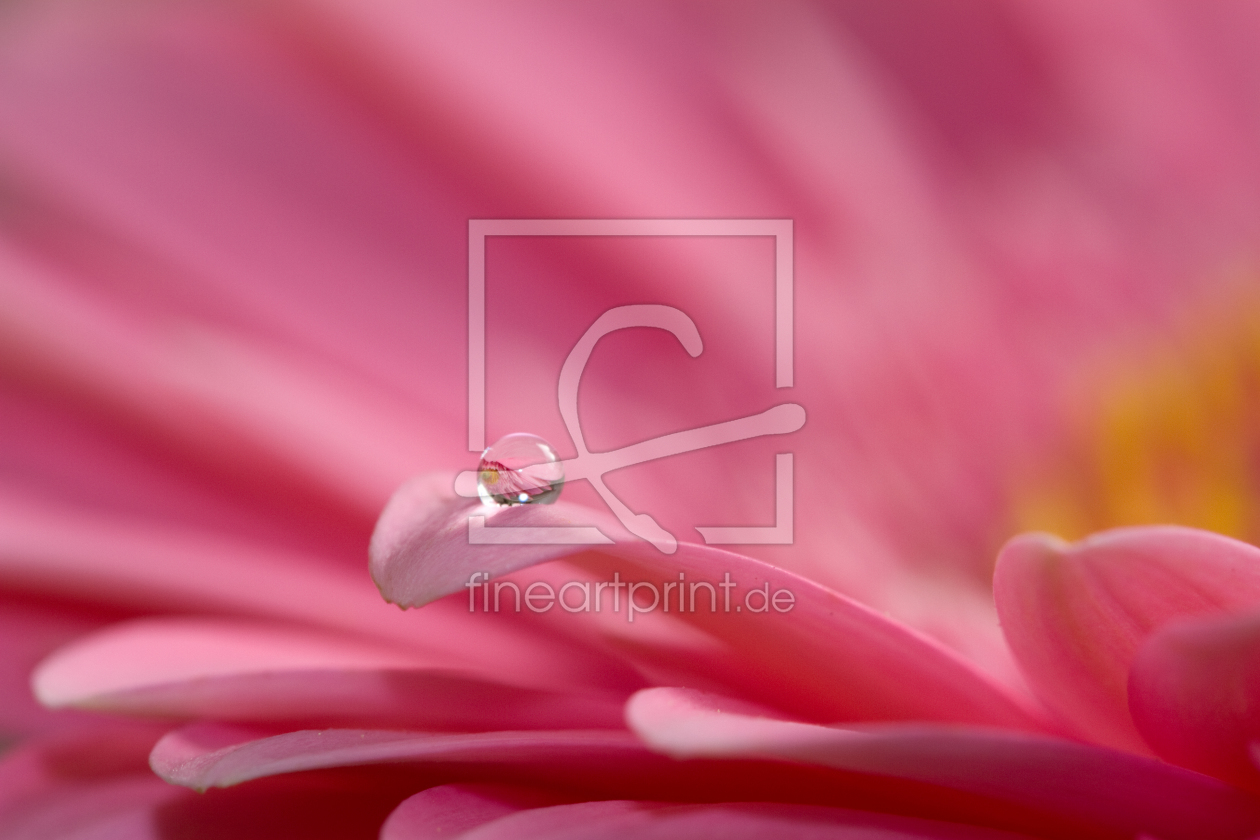 Bild-Nr.: 11969579 Gerbera erstellt von PassionPhotography