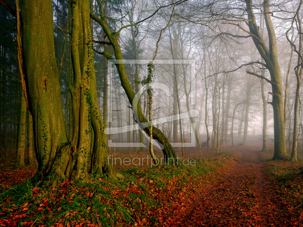 Bild-Nr.: 11969915 Geniesse den Herbstwald erstellt von Ostfriese