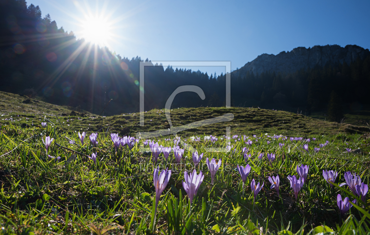 Bild-Nr.: 11969936 Krokuswiesen am Heuberg - Frühlingslandschaft erstellt von SusaZoom