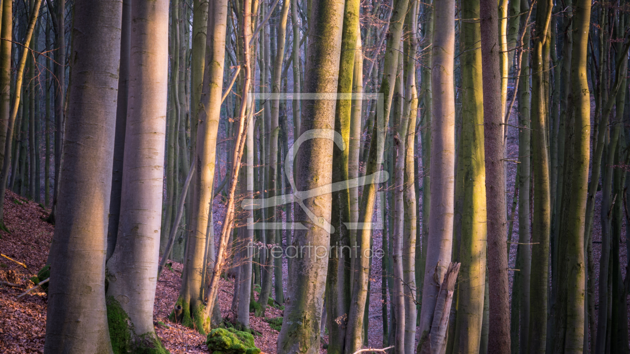 Bild-Nr.: 11970096 Wald Impression erstellt von luxpediation